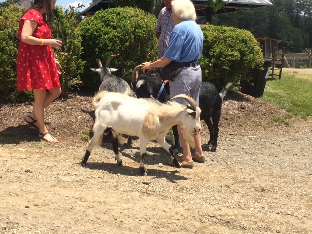  Goats walking around intermingling with other Vineyard guests 